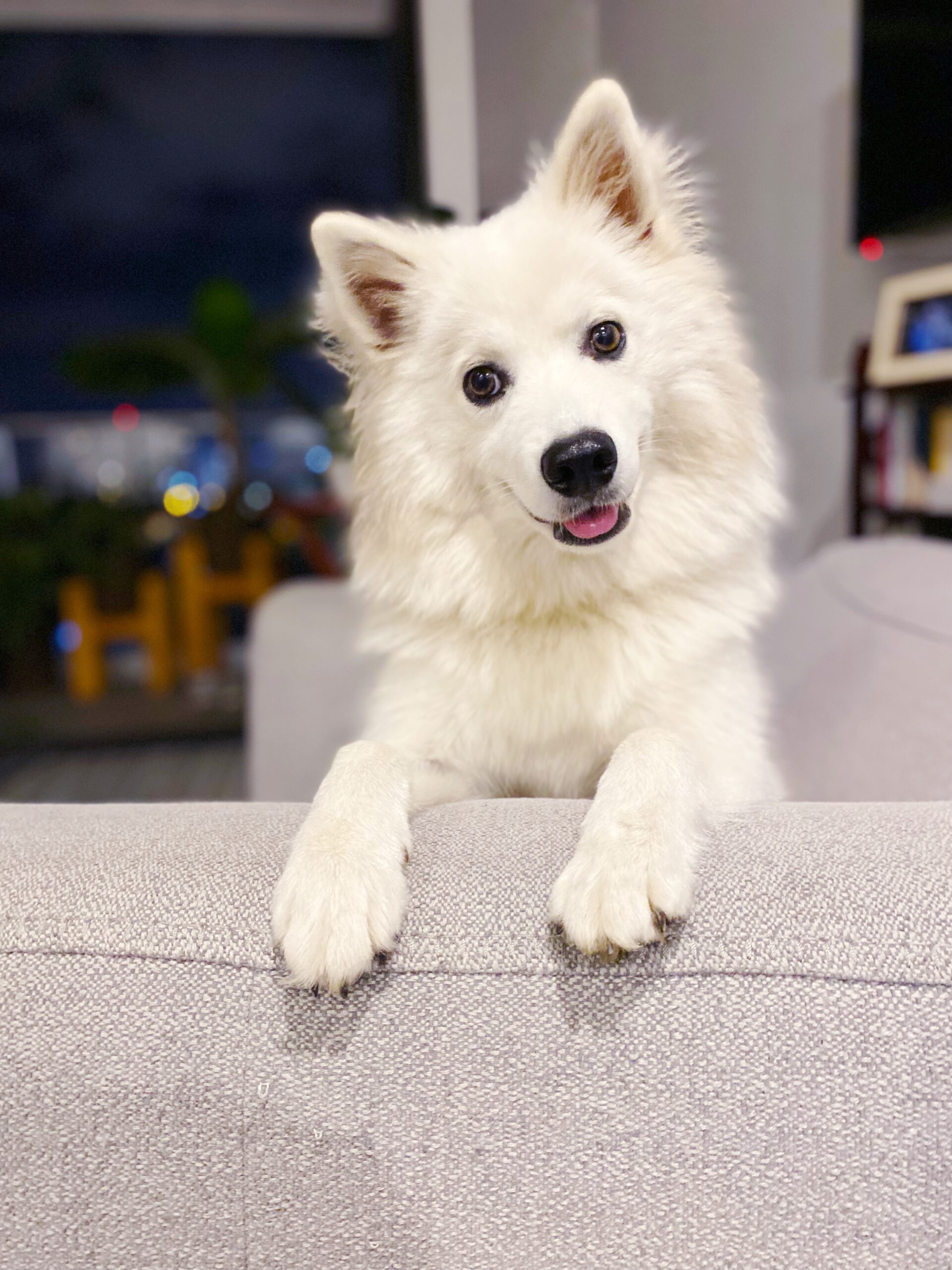 Puppy look